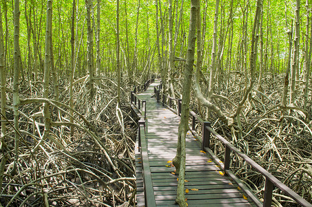 森林木制悬浮桥泰国红树林中的森路径背景
