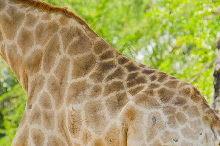 Giraffe皮肤纹理图片