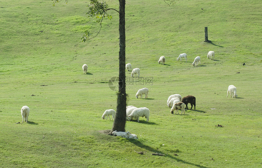 新西兰南岛的羊农场图片