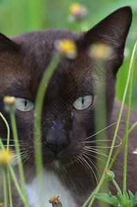 藏在花后面的泰猫图片