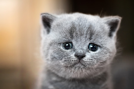可爱的小猫肖像英国短毛猫悲伤哭泣的表情背景图片