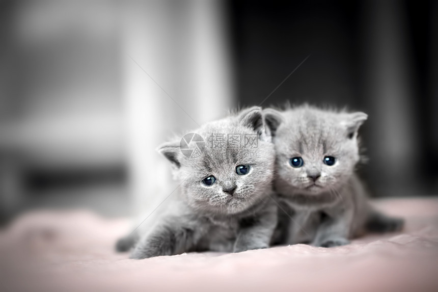 两只可爱的小猫互相拥抱英国短发猫图片