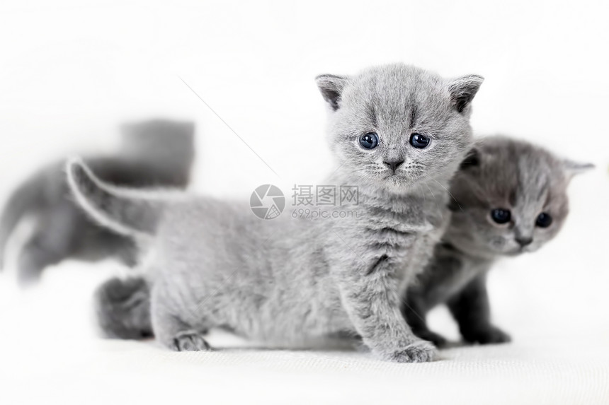 两只灰色蓝眼小猫站在白色背景上家猫英国短发蓝眼小猫图片