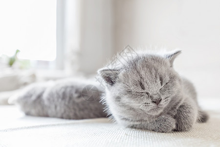 躺着睡觉的小猫美丽的短发灰猫闭上眼睛躺着英国短发灰猫背景