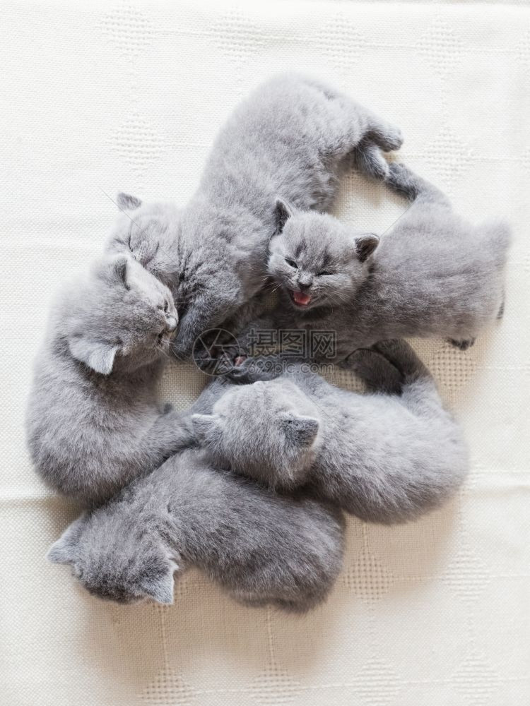 一群可爱的小猫一起躺在只对着摄像机哭泣英国短发可爱的小猫图片