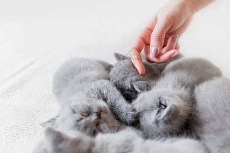 女人手摸一只可爱的灰色睡猫英国短发手摸一只睡猫铺设高清图片素材