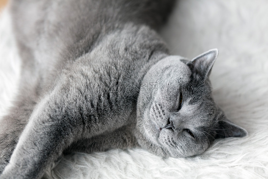 英国短发小猫用蓝色灰毛皮养小猫年轻的可爱小猫睡着的白皮毛英国短发小猫睡着可爱的白皮毛图片