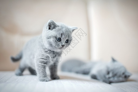 两只灰色的小猫一只睡在后面另一只站着英国短毛小猫两只英国的捷径小猫图片
