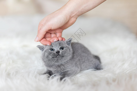 灰小猫被女人摸过手抬起头看英国短发猫灰色高清图片素材