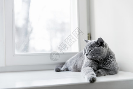 高贵的骄傲猫躺在窗台上英国短发蓝灰毛背景