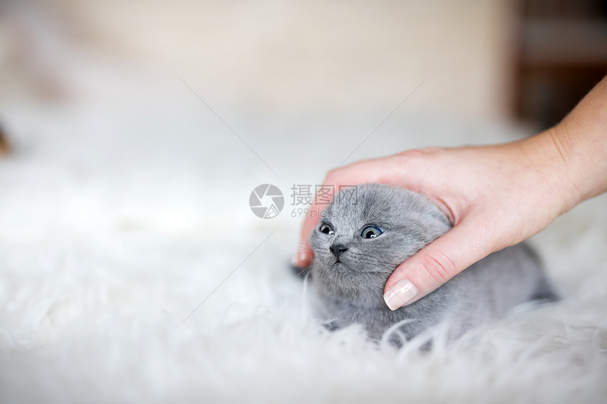 可爱的小猫咪被女人摸过手笑脸英国短发猫可爱的小咪摸过滑稽的表情图片
