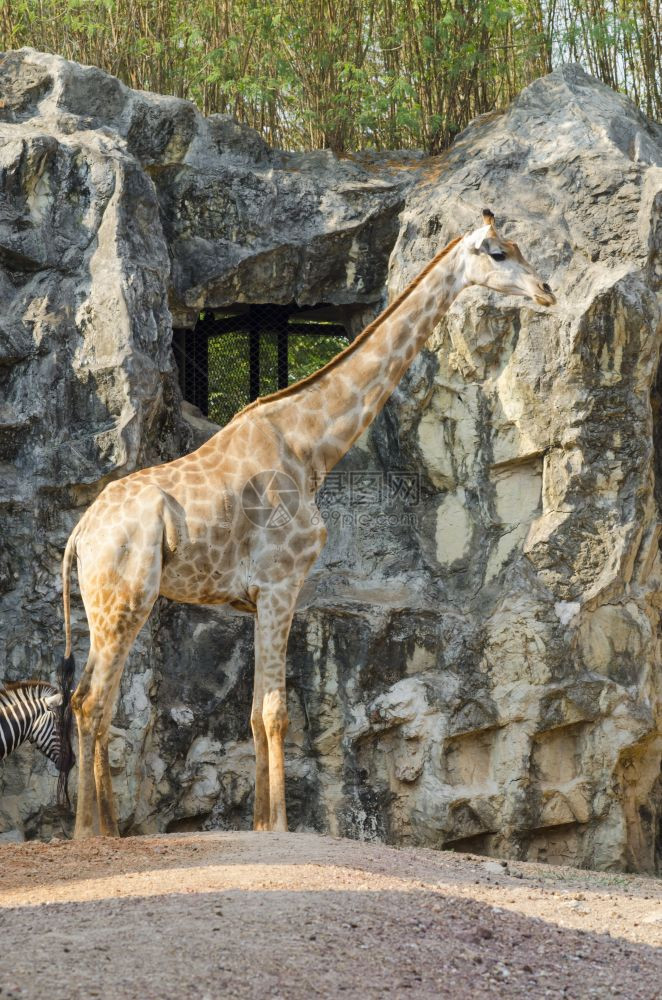 泰国动物园长颈鹿图片