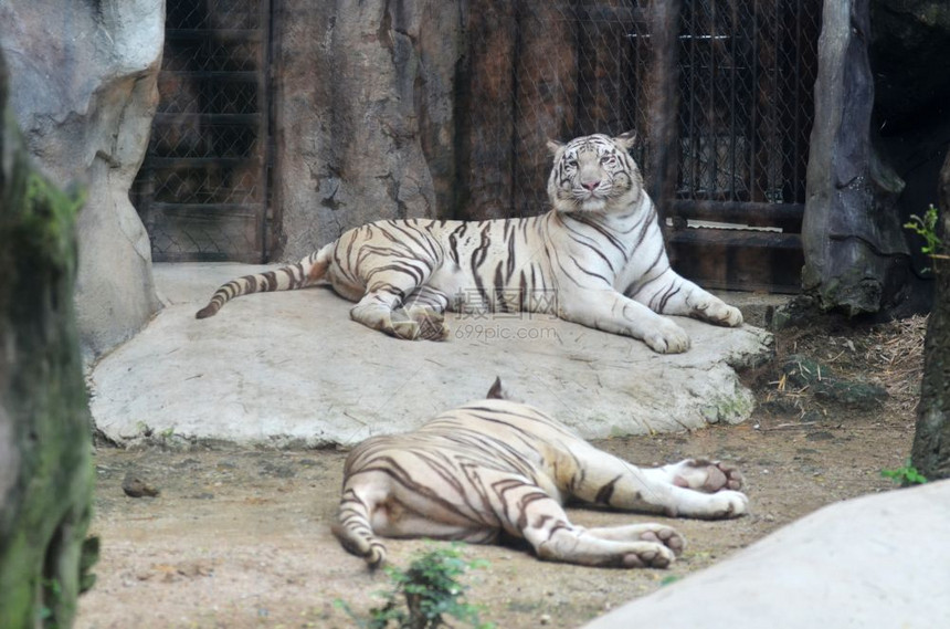 在动物园打开的老虎图片