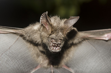 黑色小蝙蝠由研究者领域的者掌权背景