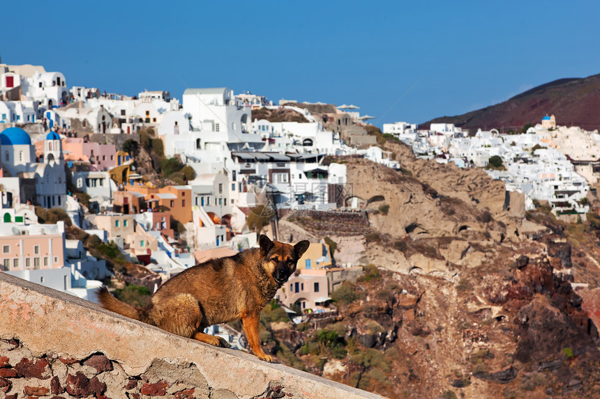 希腊圣托里尼Oia镇的石墙上坐着无家可归的流浪狗图片