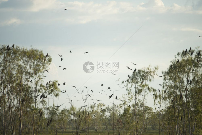 泰国日落鹰鸟图片