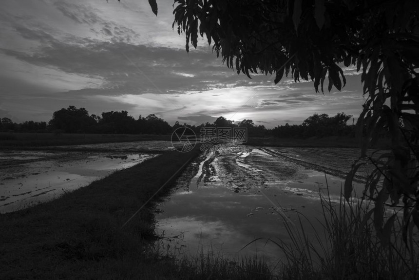 黑白日落的稻田图片