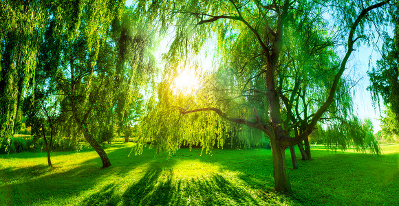 绿色夏季公园的全景阳光照亮树木叶子自然主题叶子图片