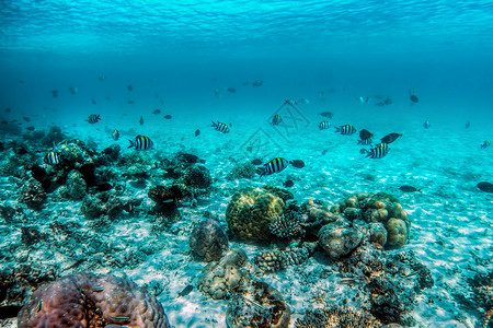 马尔代夫印度洋的海底珊瑚礁和鱼类马尔代夫的热带绿石水马尔代夫的印度洋海底珊瑚礁和鱼类背景图片