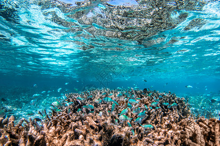 马尔代夫印度洋的海底珊瑚礁和鱼类马尔代夫的热带绿石水马尔代夫的印度洋海底珊瑚礁和鱼类背景图片
