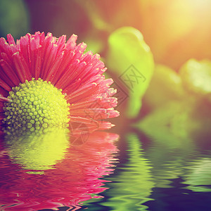 水中新鲜的春菊花自然背景温泉十六种概念自然十六种图片