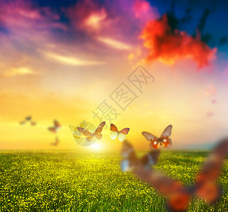 魔术高清素材蝴蝶群在日落时向太阳飞去背景