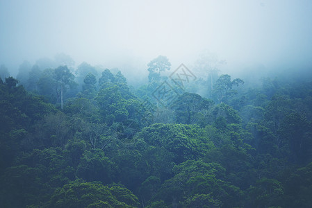 低地云中的森林山坡在风景的中常青阴锥被迷雾笼罩在中图片