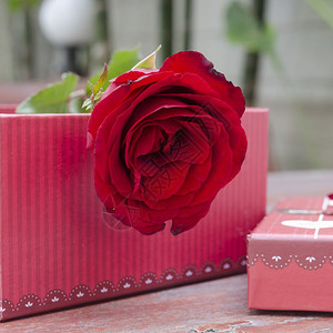 情人节和的玫瑰礼物爱情概念浪漫的高清图片素材