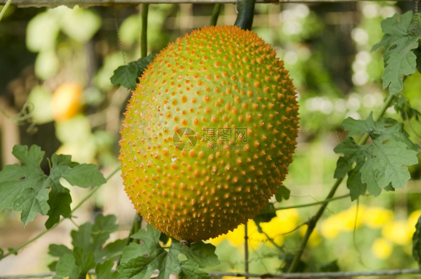 一种东南亚水果通常称为GacBabyJackruitSpinyBitterGourdSweetGrourd或Cochinchin图片