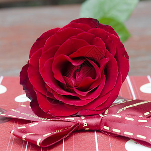 情人节和的玫瑰礼物爱情概念图片