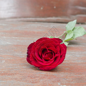 用于情人节的玫瑰和礼物照片图片