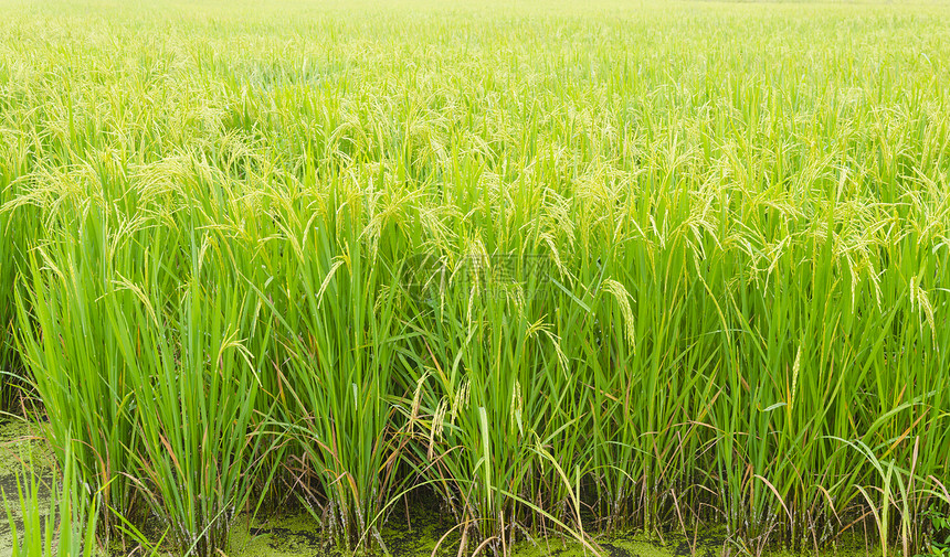 泰国美丽的稻田图片