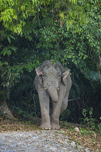 泰国KhaoYai公园大象图片