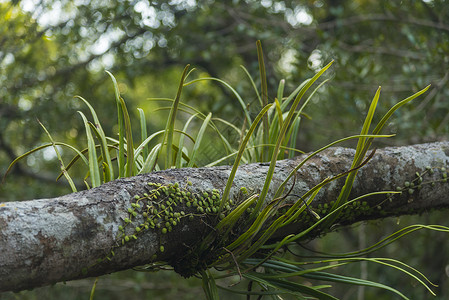 扁桃树森林中的兰花植物背景