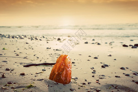 海滩上的安珀石珍宝藏概念波兰罗的海图片