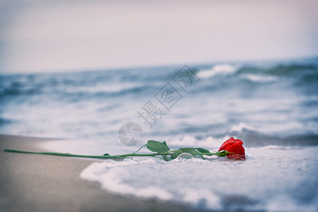 dm但也波浪洗去海滩上的红玫瑰浪漫爱情的概念浪漫但也可能象征失落忧郁回忆过去等传统波浪洗去海滩上的红玫瑰传统爱情背景