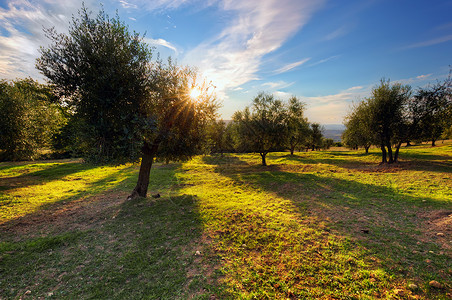 意大利托斯卡纳的橄榄树日落时意大利托斯卡纳的橄榄树图片