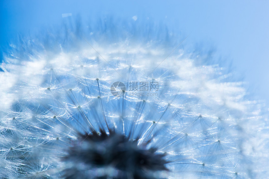 蓝天空背景的花朵关闭春天主题花朵关闭蓝天空春背景图片