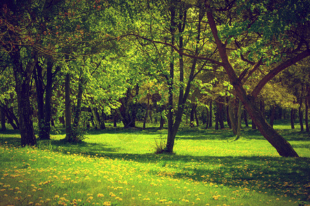 绿春夏公园草树木花棚绿林图片