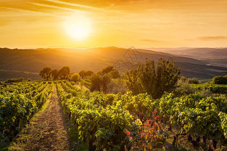 意大利托斯卡纳的葡萄园美景日落时葡萄酒农场意大利托斯卡纳的葡萄园景观图片