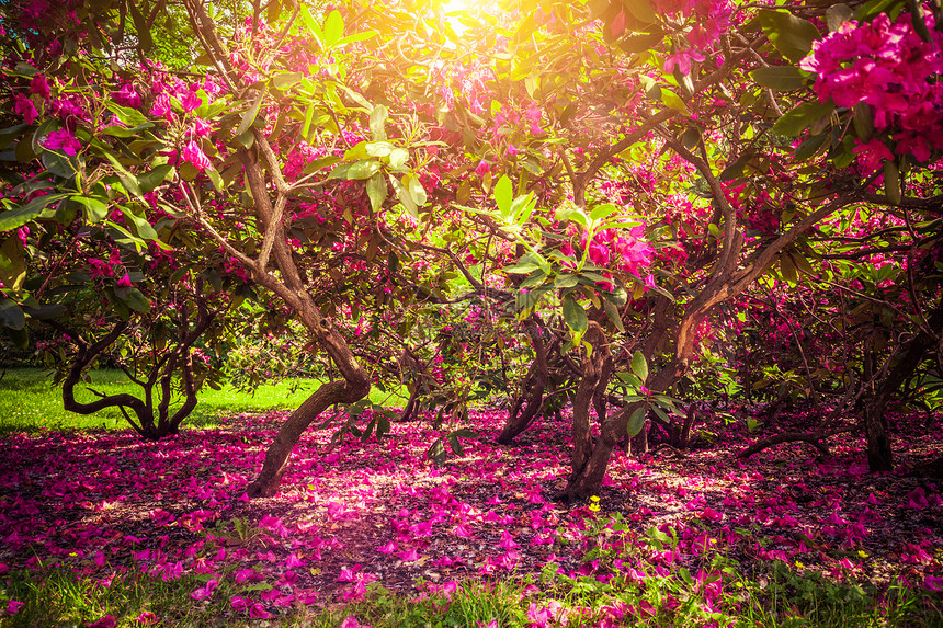 春夏公园的马格诺利亚树和花朵阳光照耀着叶子浪漫的心情LazienkiKlorewskie华沙波兰马格诺利亚树和花朵在公园阳光照耀图片