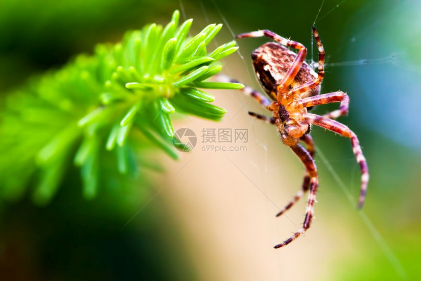 欧洲花园蜘蛛叫十字亚兰尼乌斯二头目物种近距离接亚兰尼乌斯二头目物种图片