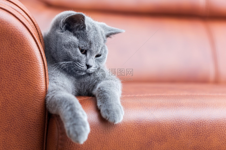 英国短发小猫用蓝色灰皮毛养小猫年轻可爱用皮沙发养图片