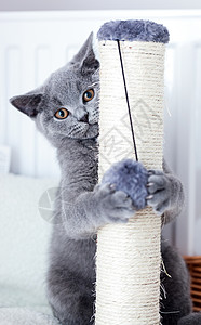 英国短发小猫用蓝灰皮毛养小猫可爱用刮痕抓他的爪子图片