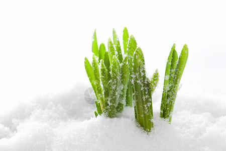 新鲜绿草生长的雪春天开始大自然图片