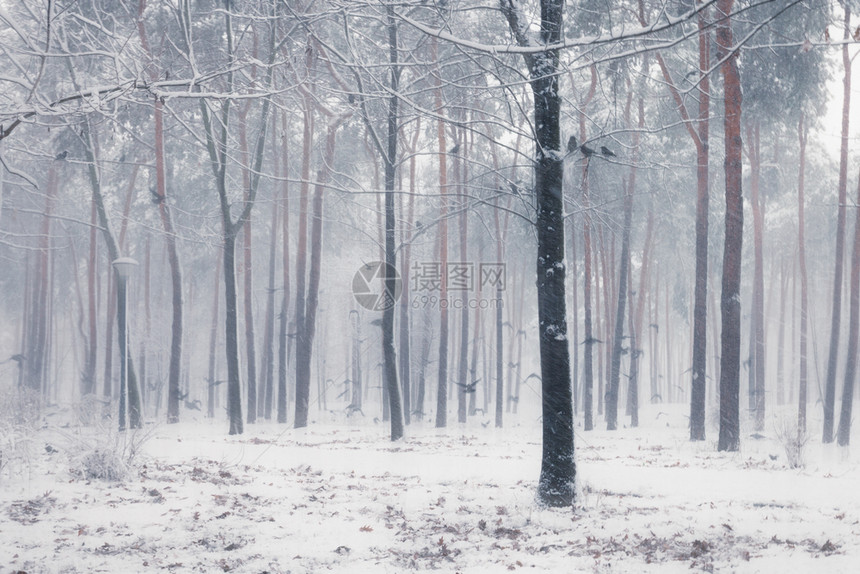 乌鸦坐在冬季森林的雪树上图片