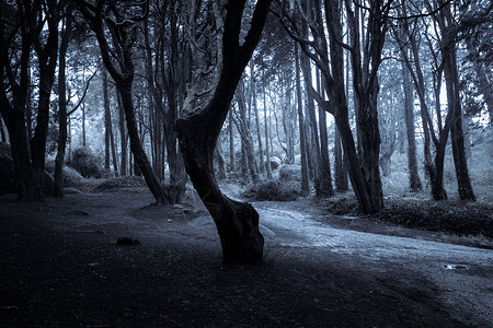 深夜森林旧地的黑夜背景高清图片素材
