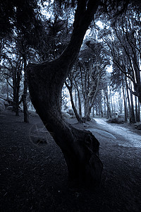 深夜森林旧地的黑夜魔术高清图片素材