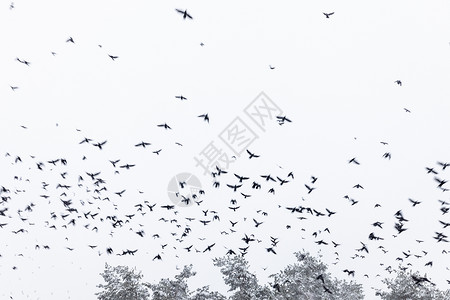 一群鸟儿在雪天上飞来去高清图片