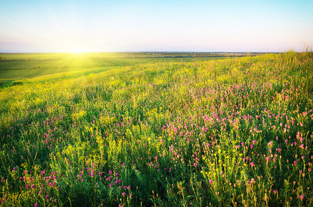 紫罗兰花的春草地大自然的成分背景图片